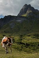 cow with a mountain in the background