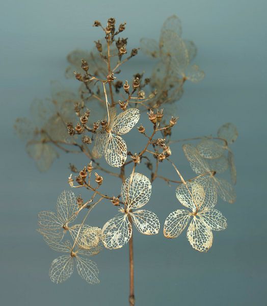 Sommergeflüster - Hortsensia von Willemijn van Poppel