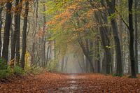 L'automne dans la forêt de Mensinge