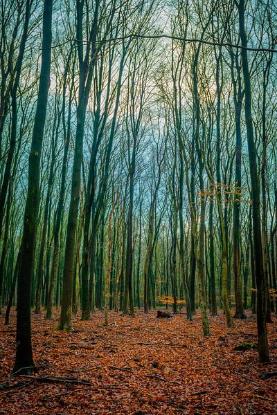 Speulderbos 1 by Bas Schneider