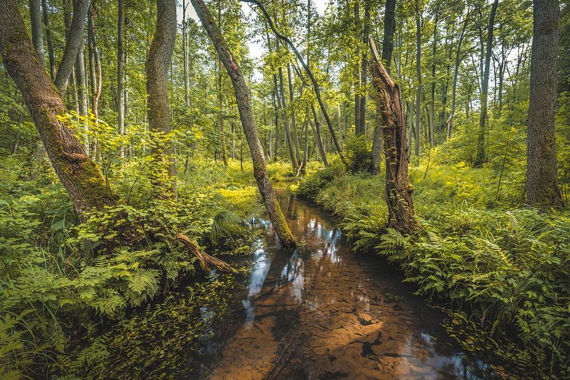 Gryżyna Landschapsbeschermingspark van rosstek ®
