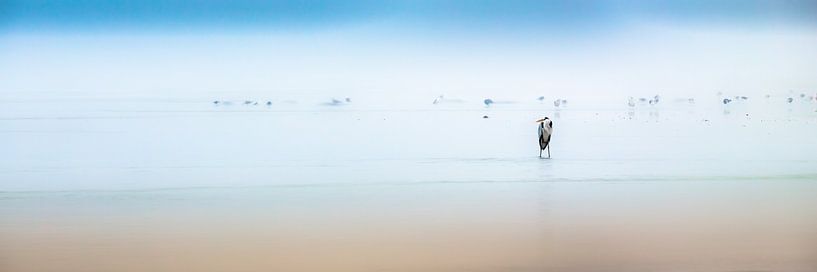 Grue cendrée par Thomas Froemmel