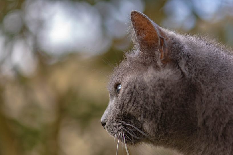 focus eyes by Tania Perneel