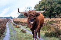 Highlander écossais à Deelerwoud