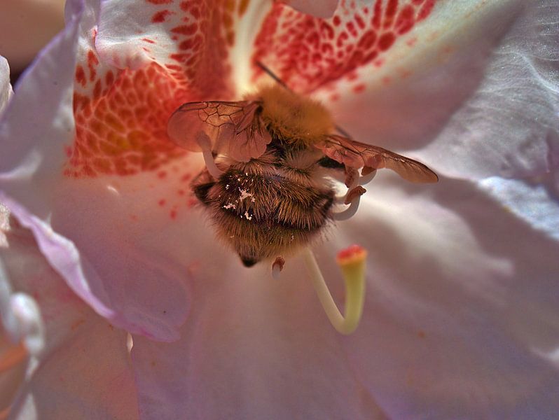 Bienenpelz von Edgar Schermaul