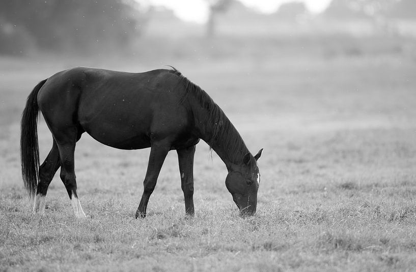 paard von Rando Kromkamp Natuurfotograaf