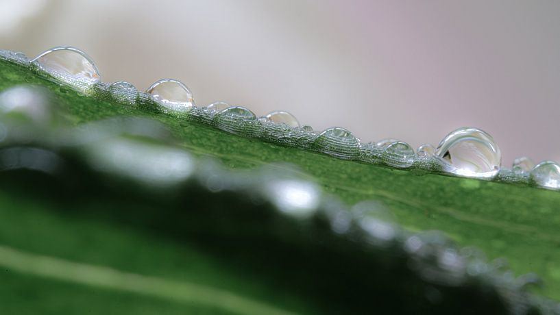 Feuilles vertes avec des gouttelettes d'eau (macro image) par Eddy Westdijk