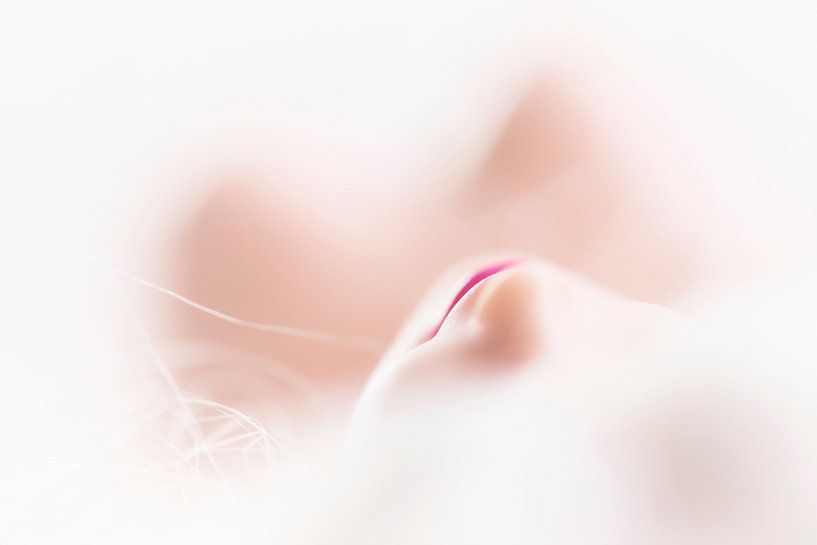 In meinen Träumen von Bob Daalder