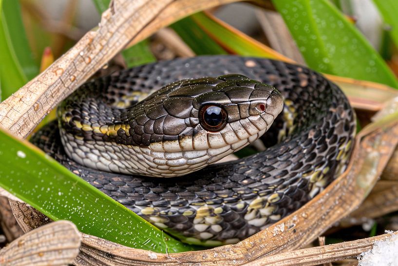 Snake hidden among green leaves by Imperial Art House
