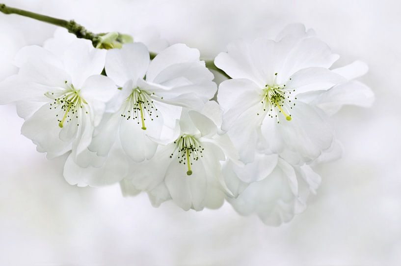 Japanese Cherry Blossom by Violetta Honkisz