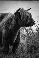 Schotse hooglander zwart wit