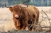 Schottischer Highlander