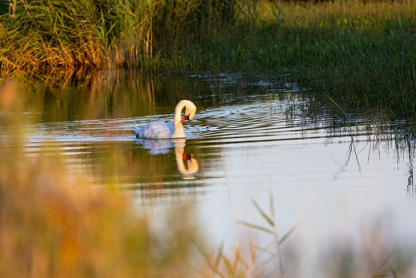 Mute swan (Cygnus olo) in the water in front of the reeds. by whmpictures .com
