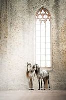 White horses in old church | photography