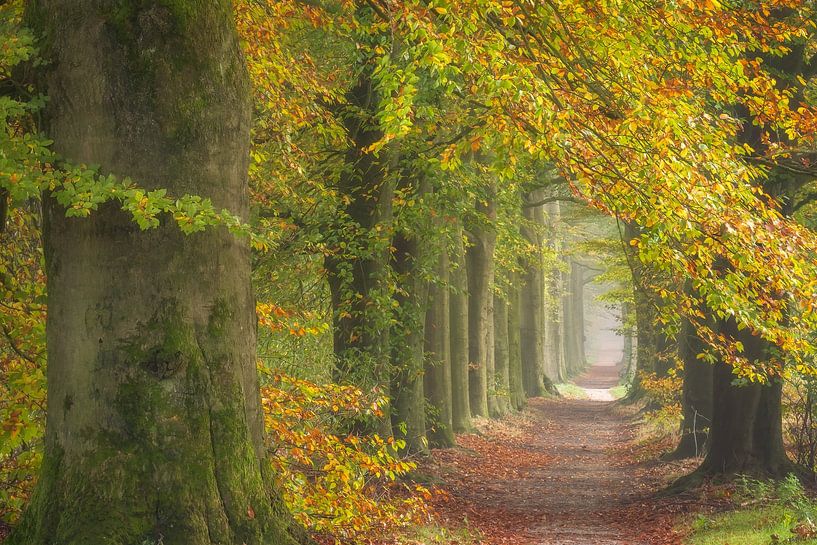 Herbstspaziergang von Bram de Jong