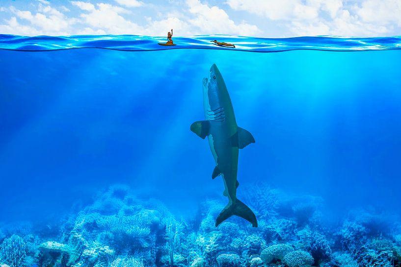 King of the sea by Sandra Perquin