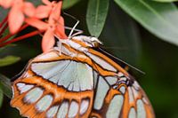 Close-up va een mooie oranje vlinder met veel details