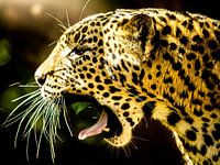 Leopard. The scream
