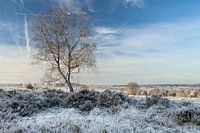 Winter wonderland op de Sallandse heuvelrug.