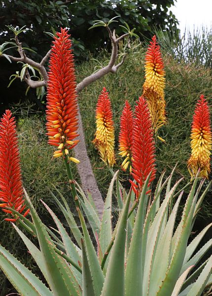 The gardens of Viera y Clavijo by Ton Tolboom