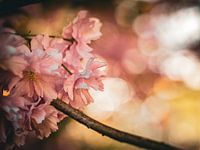 Pink cherry blossoms