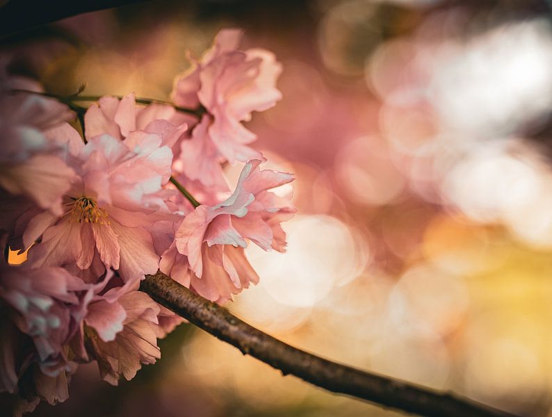 Pink cherry blossoms by Li-Bro