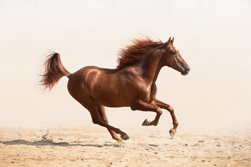 Galoppierendes Pferd | Pferdefotografie | Fuchs | Finearts von Laura Dijkslag