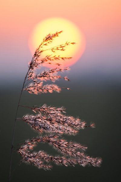 The sunset by AnyTiff (Tiffany Peters)