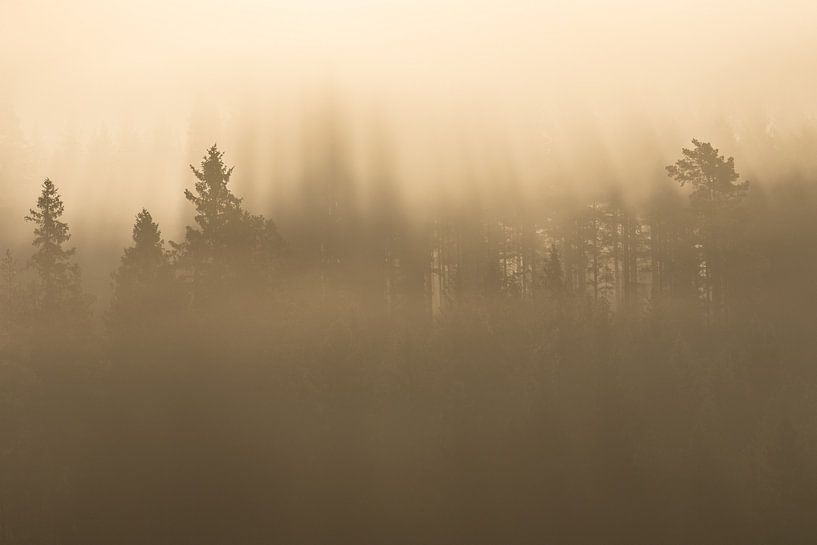 La magie du matin dans la forêt suédoise par Shotz by Mindy