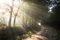Nebliger Wald mit Sonnenharfen