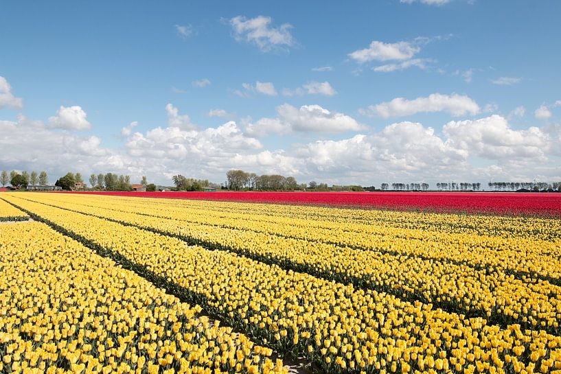 ein gelbes und rotes Tulpenfeld mit einem schönen Wolkenhimmel von W J Kok