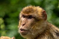 Gedanken eines Primaten