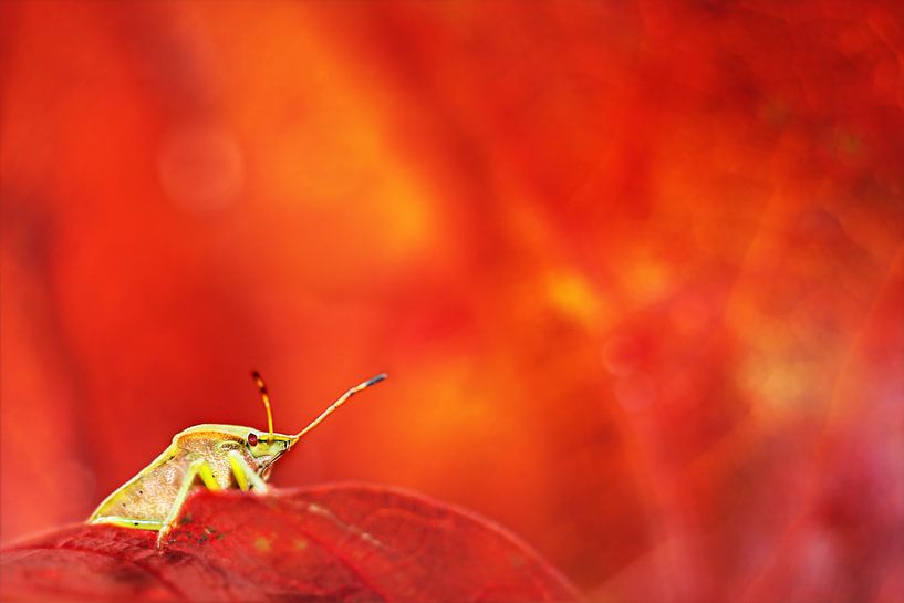 Couleurs d'automne par Michelle Zwakhalen
