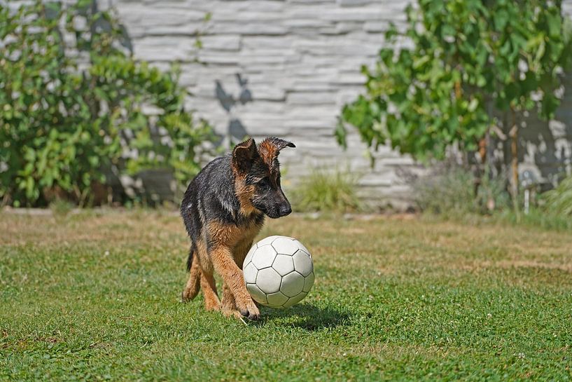 Chienne de berger (chiot) jouant avec une balle par Babetts Bildergalerie