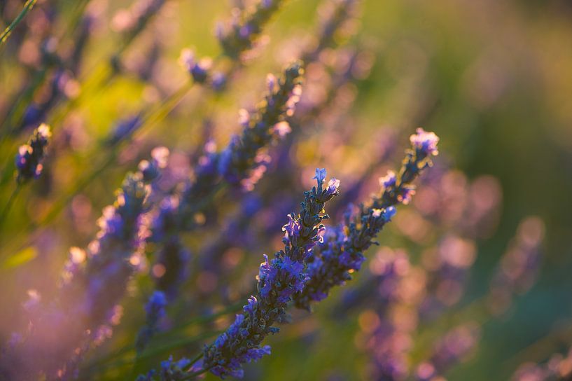 Lavendel-Valensole 3 von Vincent Xeridat
