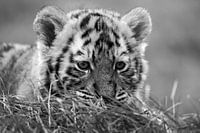 Tijgerjong in het gras.