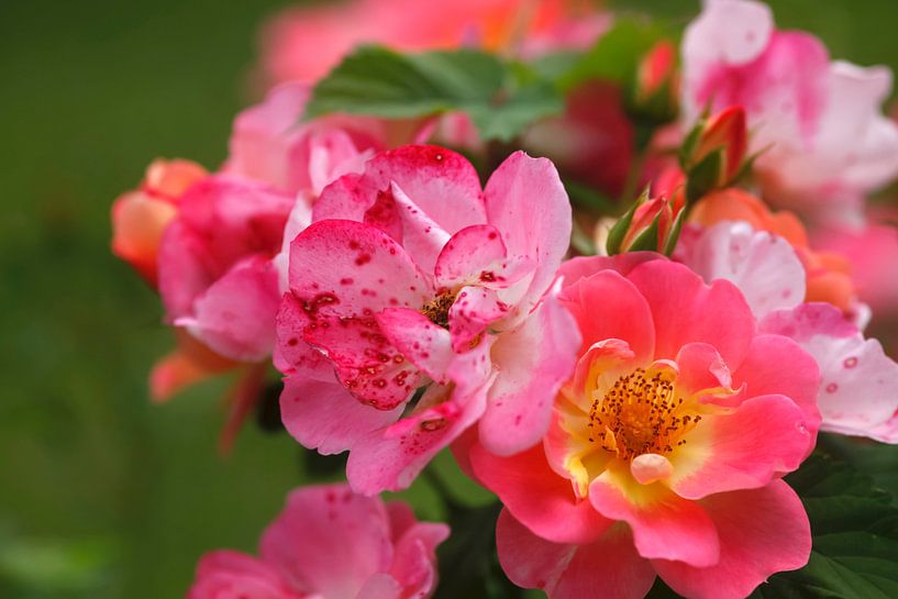 Rose von Thomas Jäger