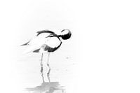 L'avocette en images