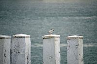 Surveiller la mer du Nord