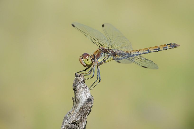 braun rot heidelibel von Petra Vastenburg
