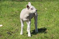 Lammetje kijkt om zich heen