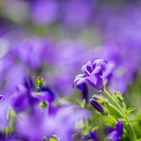 quadratisches Detail einer blühenden Glockenblume