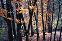 Wald in herbstlichen Farbtönen