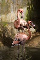 Flamingo's