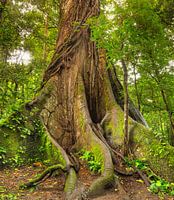 Kapok tree in the rainforest in Costa Rica