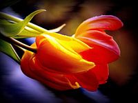 Ein Hauch von  Schönheit