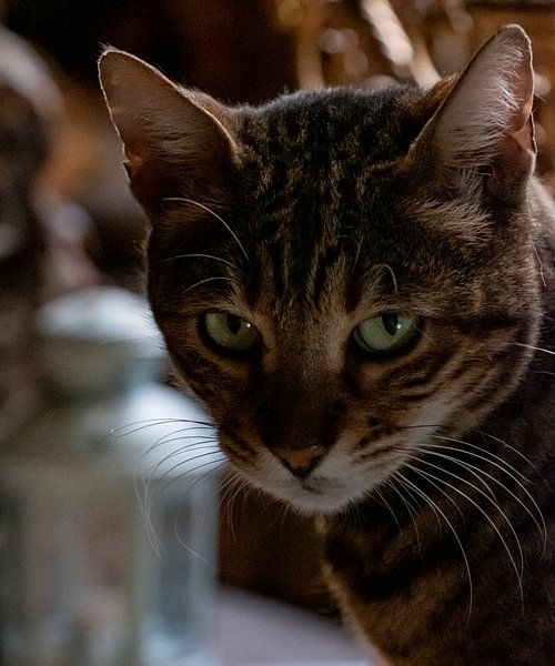 De kat van het Velootje von Sense Photography