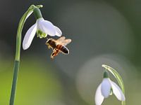 Sneeuwklokjes met Bij