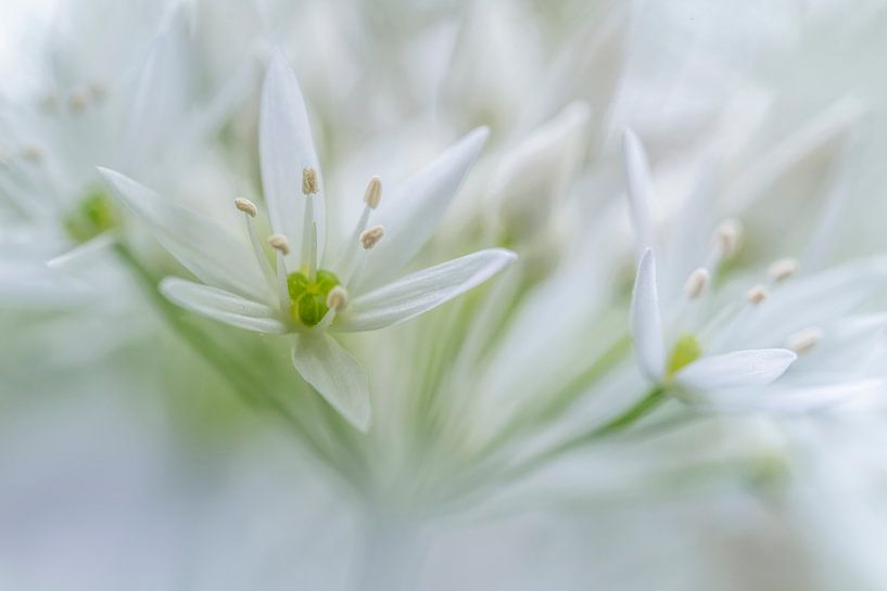 La beauté blanche par Christl Deckx