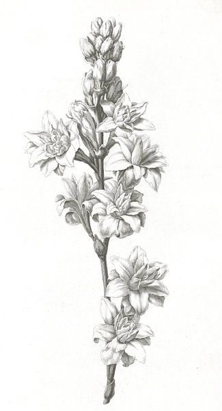 Blume von Jan Caspar Philips, 1736 - 1775 von Gave Meesters